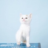 没有周末的🐱