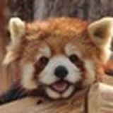 缝合医生