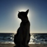猫小姐