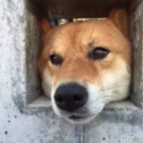 桃子蘑菇和猪