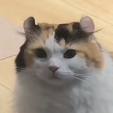 未来会来来