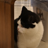 谁踏落花拾锦年