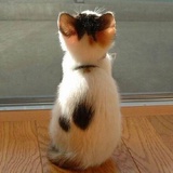 背向你的猫