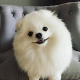 teddybear