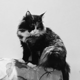 Y.W