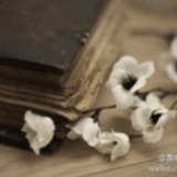 谢华逸