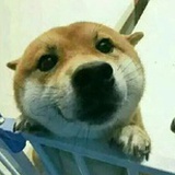 瘦不下来败家毛