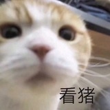 淡淡的风