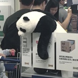 昨迟人
