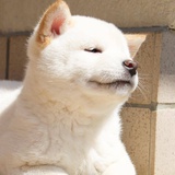 翻白眼的花