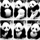 吾不木