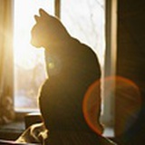 猫菇