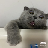 小能猫