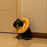 Mimi