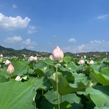右心瞳