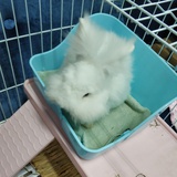 章小郎