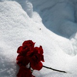 慕雪鱼冰