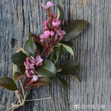 陆木头