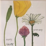Daisy