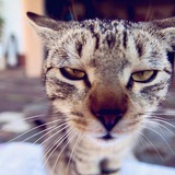 猫颦颦