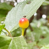 繡梓如來