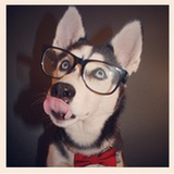 Huskie