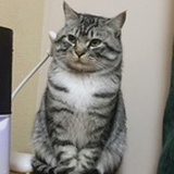 飞飞飞猫