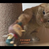 占星师芸天