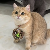 大可琦