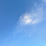 黑眼圈鸟窝头。