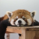 猫球