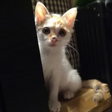 仙贝_爱好日语