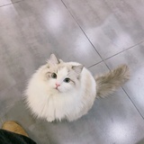 爱丽丝