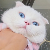 ゆず