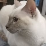 与子同袍