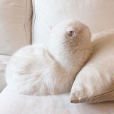 Psycat
