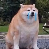 海狸鼠大王