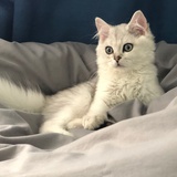 李春宇