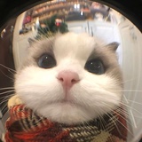 犹豫忧郁鱿鱼