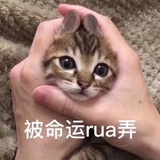 两只猫说