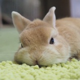顺顺顺顺呀