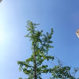 我暂时改个名