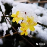 梨洛2015