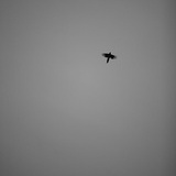 银河系保安队长