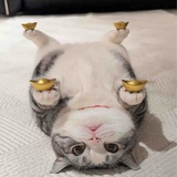 小飞飞