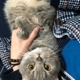 Lay