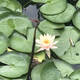 海棠初妍