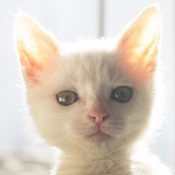lvy