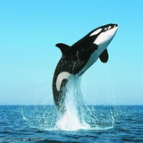 鲸鲸鲸鱼🏊🏻
