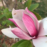 林眠